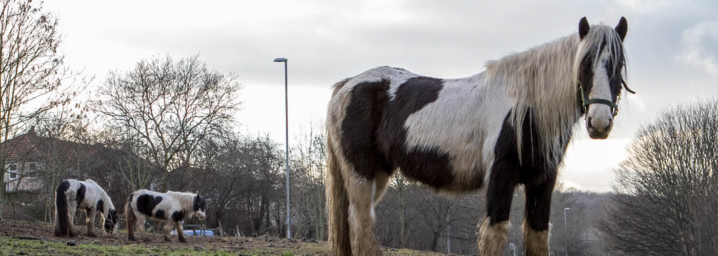 horses grazing in a field