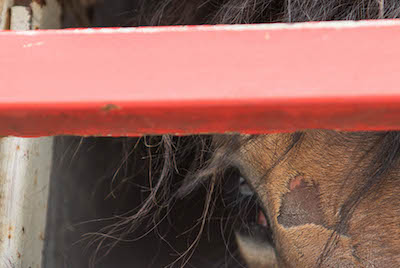 horse being transported in a truck