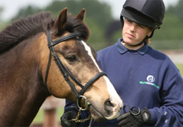 Poisonous plants in horse paddocks